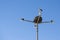 Stork nesting on top of a street lamp in Faro, Algarve, Portugal.