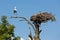 Stork at an old tree near his bird nest