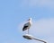 Stork on one leg