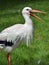 Stork with open beak