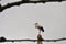 Stork over San Cipriano church, Spain