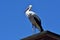 Stork perching on roof in background of sky