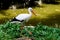 Stork by the pond