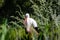 Stork at Pont de Grau bird park