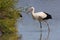 Stork in Pont du Gau in Camargue