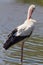 Stork in Pont du Gau in Camargue