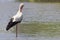 Stork in Pont du Gau in Camargue