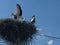 Stork, pre - flight checking