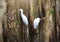 Stork relaxing in the nature reserve.