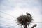 Stork returning to the nest in spring. Large migratory bird with black and white plumage. White stork and nestling on cloudy sky.