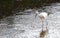 Stork in a river,Strasbourg, alsace, france