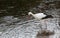 Stork in a river,Strasbourg, alsace, france