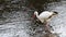 Stork in a river,Strasbourg, alsace, france