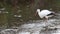 Stork in a river,Strasbourg, alsace, france