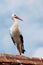 Stork on a roof