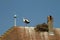 Stork on a roof at the ecomusee in Alsace