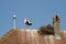 Stork on a roof at the ecomusee in Alsace