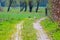 A stork runs along a  field path and searches for food