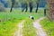 A stork runs along a  field path and searches for food