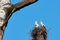 Stork`s nest on a branch of a tall tree with two storks. Blue sky on a day