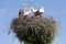 Stork\'s Nest with young Storks