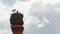 Stork\'s standing in nest on top of old chimney