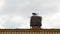 Stork\'s standing in nest on top of old chimney