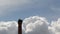 Stork\'s standing in nest on top of old chimney