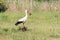A stork seeks nesting material