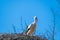 A stork sits in its  nest and waits with blue background