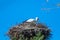 A stork sits in its  nest and waits with blue background