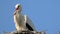 Stork sits in the nest on a strong wind