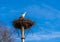 Stork sitting in its birds nest, deep blue sky in the background, migrated bird from Africa