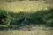 Stork standing in the center of a vast, open field.