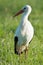 Stork standing in grass