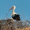 Stork standing in its nest. Ciconia ciconia