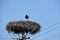 A stork standing in its nest on the electricity post with wires
