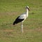 Stork standing in a meadow.