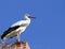 Stork standing on The Old Brick Chimney