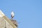 A stork stands on a chimney in its nest, the bird seems to dance in the wind, blue sky in background