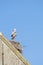 A stork stands on a chimney in its nest, the wind blows through the feathers, blue sky in background