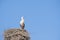 A stork stands on a chimney in its nest, the wind blows through the feathers, blue sky in background