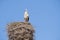 A stork stands on a chimney in its nest, the wind blows through the feathers, blue sky in background
