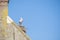 A stork stands on a chimney in its nest, the wind blows through the feathers, blue sky in background