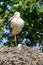 A stork stands in its nest on one leg, fresh green leafs and a blue sky in background. copy-space