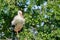 A stork stands in its nest on one leg, fresh green leafs and a blue sky in background. copy-space