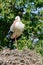 A stork stands in its nest on one leg, fresh green leafs and a blue sky in background. copy-space