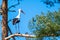 A stork Stands in a tree and waits with blue background