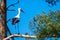 A stork Stands in a tree and waits with blue background