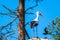 A stork Stands in a tree and waits with blue background